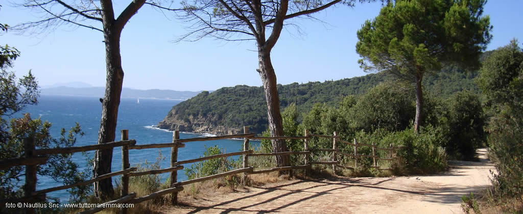 Cala violina